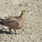 Namaqua Sand Grouse
